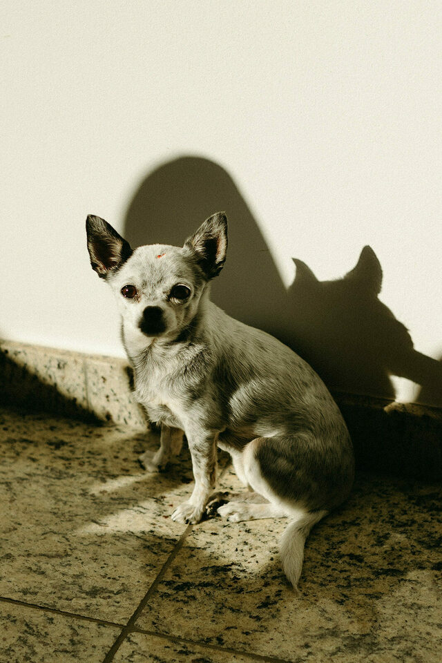 Casamento Virgínia e Bruno